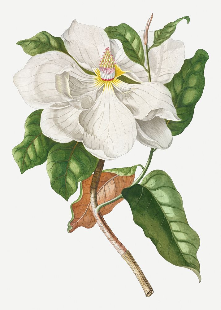 Vintage magnolia flower design element