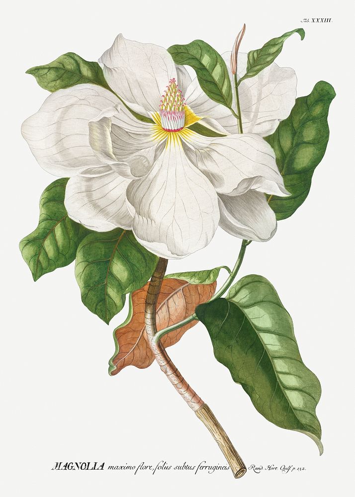 Plantae Selectae: No. 33&ndash;Magnolia by Georg Dionysius Ehret. Original from The Cleveland Museum of Art. Digitally…