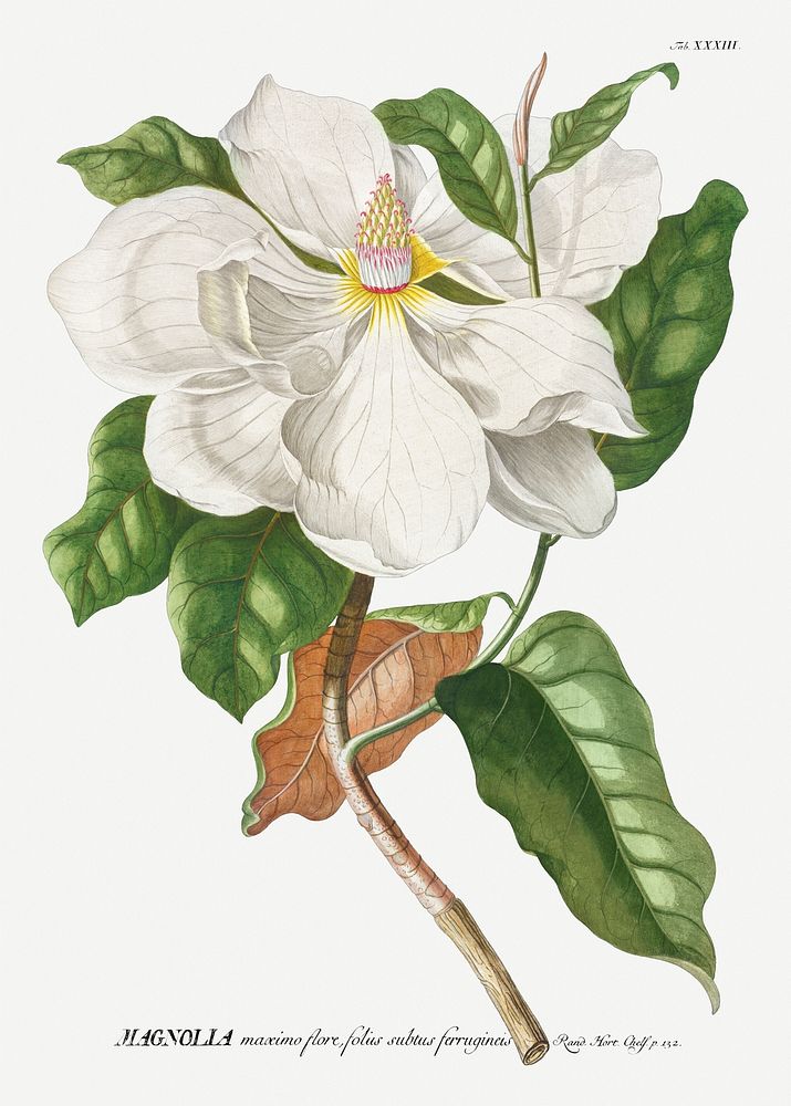 Vintage magnolia flower illustration