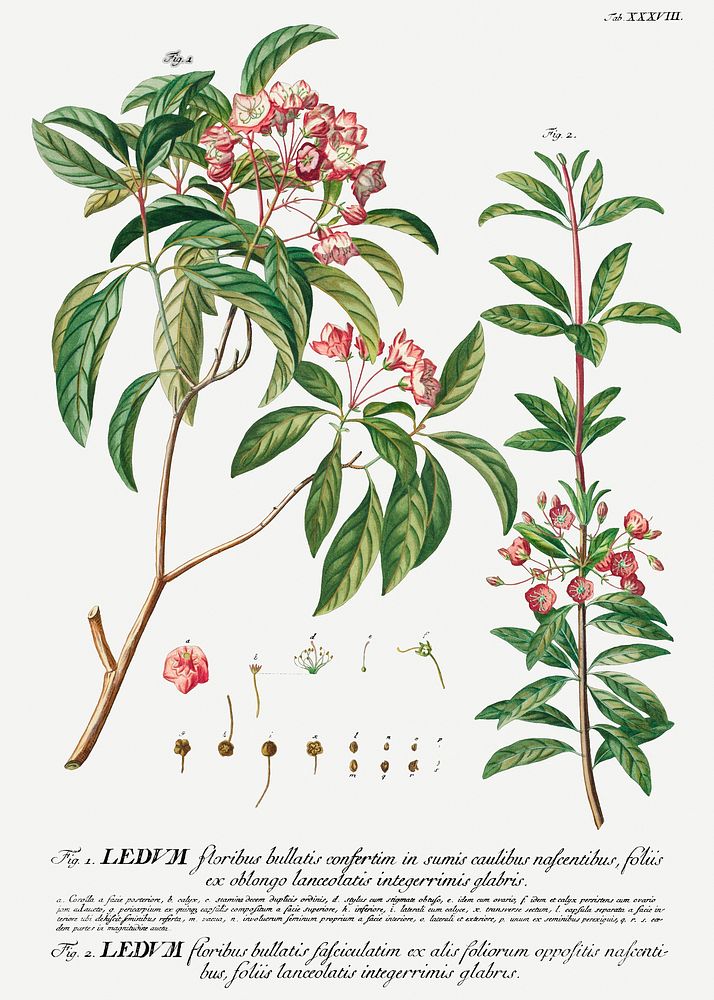 Vintage pink flowering branch illustration 