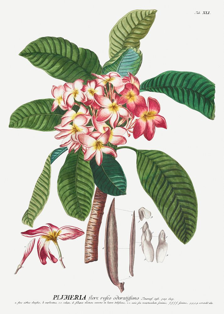 Plantae Selectae: No. 41&ndash;Plumeria by Georg Dionysius Ehret. Original from The Cleveland Museum of Art. Digitally…