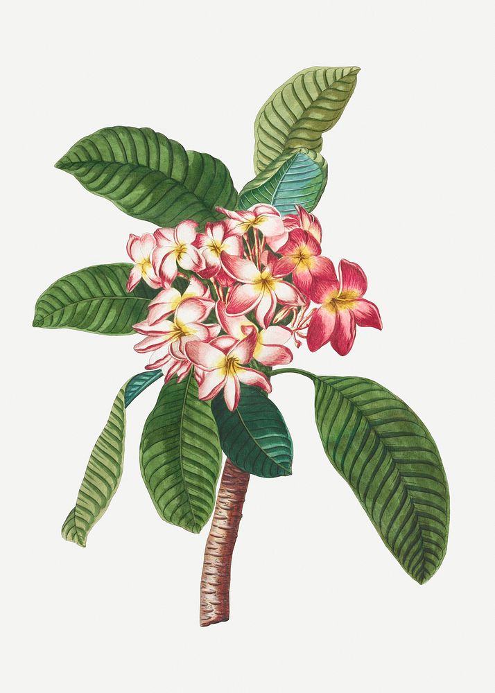 Vintage plumeria flower design element