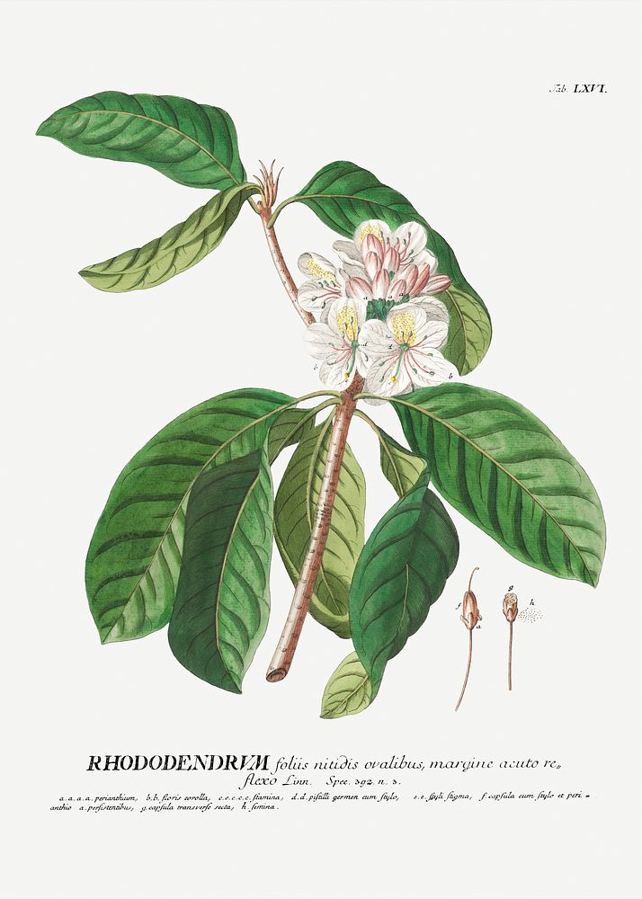 Plantae Selectae: No. 66&ndash;Rhododendron or Snow&ndash;rose by Georg Dionysius Ehret. Original from The Cleveland Museum…
