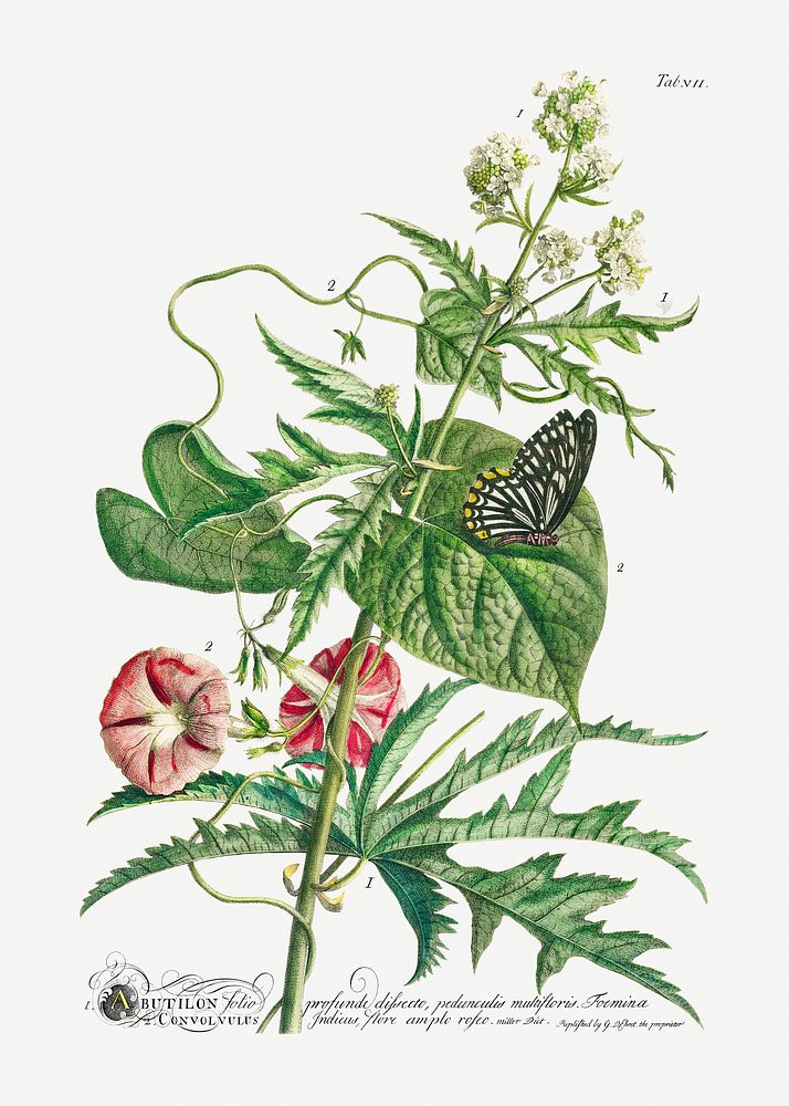 Plantae et papiliones rariores: No. 7&ndash;Abutilon or Talini's Pink (1748) by Georg Dionysius Ehret. Original from The…