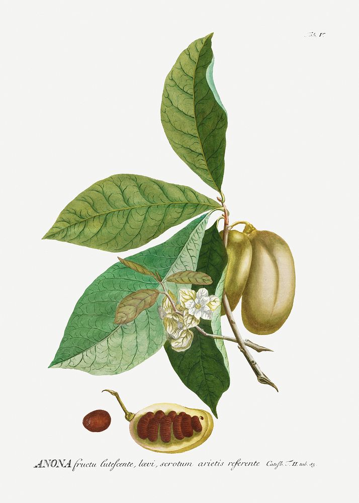 Plantae Selectae: No. 5&ndash;Anona or Sugar Apple by Georg Dionysius Ehret. Original from The Cleveland Museum of Art.…