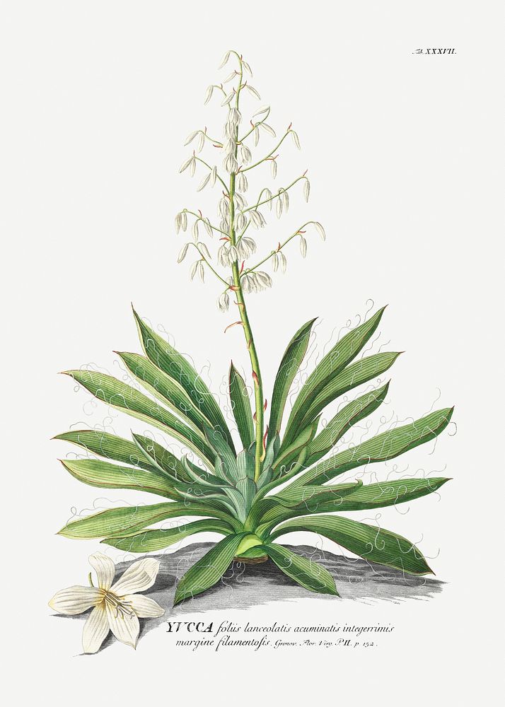 Plantae Selectae: No. 37&ndash;Yucca by Georg Dionysius Ehret. Original from The Cleveland Museum of Art. Digitally enhanced…