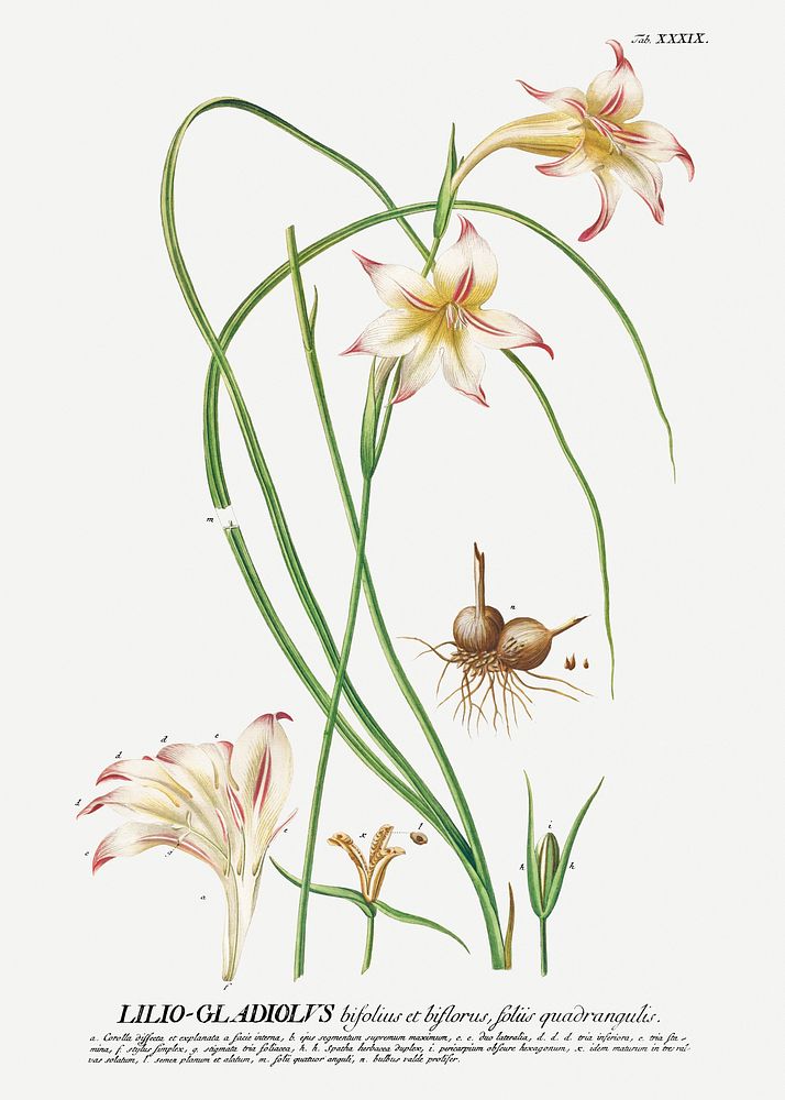 Vintage sword lily flower  illustration