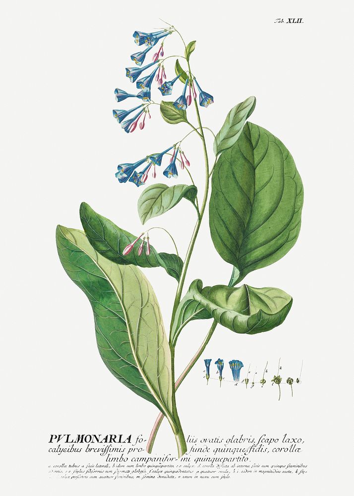 Plantae Selectae: No. 42&ndash;Pulmonaria or Lungworts by Georg Dionysius Ehret. Original from The Cleveland Museum of Art.…