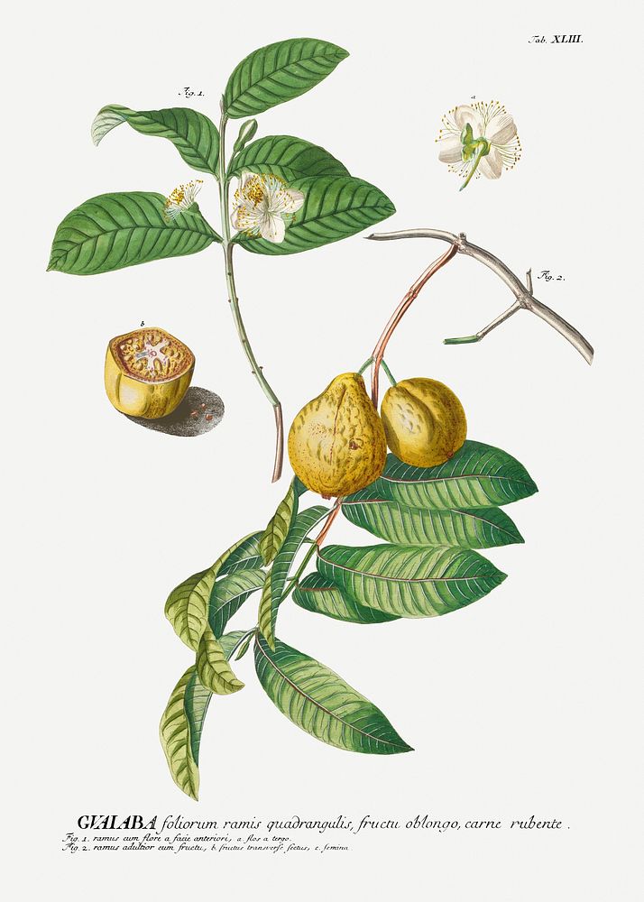 Plantae Selectae: No. 42&ndash;guaiaba or Guava by Georg Dionysius Ehret. Original from The Cleveland Museum of Art.…
