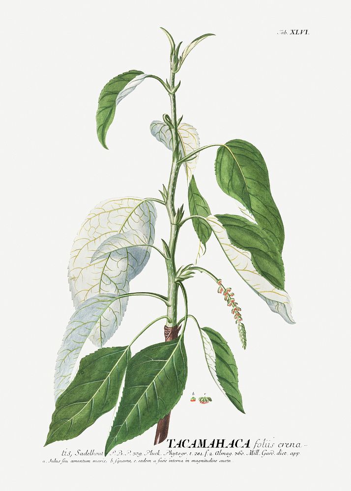 Plantae Selectae: No. 46&ndash;Tacamahaca or Balsam Poplar by Georg Dionysius Ehret. Original from The Cleveland Museum of…