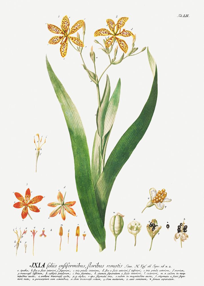 Plantae Selectae: No. 52&ndash;Ixia or Corn Lily by Georg Dionysius Ehret. Original from The Cleveland Museum of Art.…