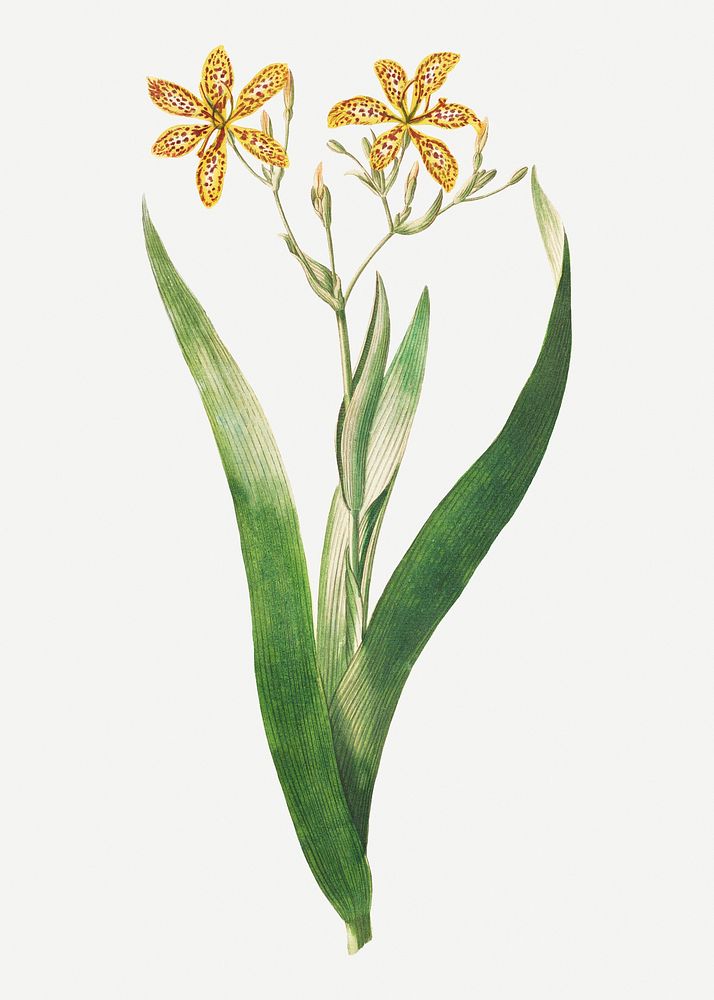 Vintage corn lily flower design element