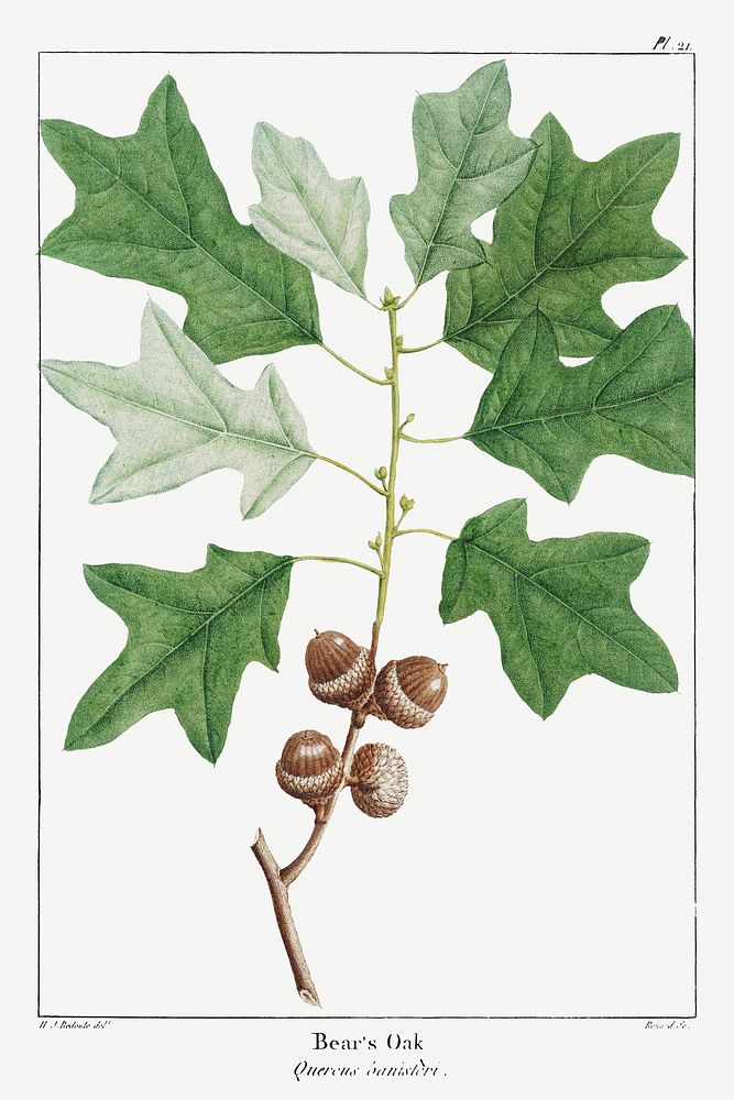 Bear's Oak or Quercus Banisteri pl. 21 (1819) from The North American Sylva by Fran&ccedil;ois Andr&eacute; Michaux.…