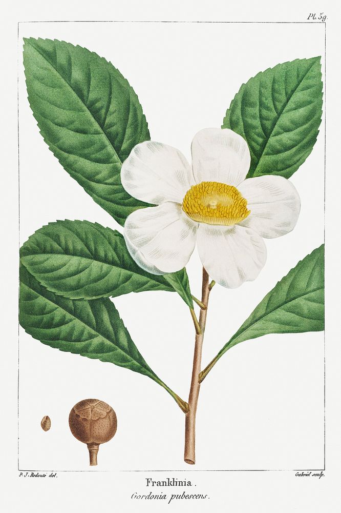 Gordonia pubescens or Franklinia pl. 59 (1819) from The North American Sylva by Fran&ccedil;ois Andr&eacute; Michaux.…
