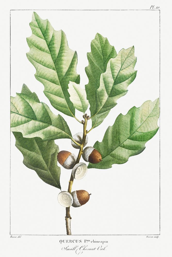 Quercus muehlenbergii or Chinkapin Oak (1819) from The North American Sylva by Fran&ccedil;ois Andr&eacute; Michaux.…