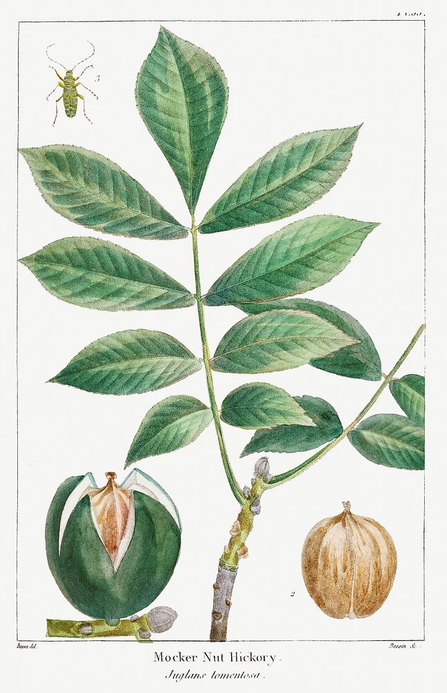 Juglans Tomentosa or Mocker Nut Hickory pl. 6 (1819) from The North American sylva by Fran&ccedil;ois Andr&eacute; Michaux.…