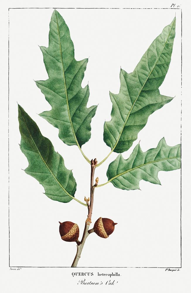 Quercus Heterophilla or Bartram's Oak pl. 16 (1819) from The North American Sylva by Fran&ccedil;ois Andr&eacute; Michaux.…