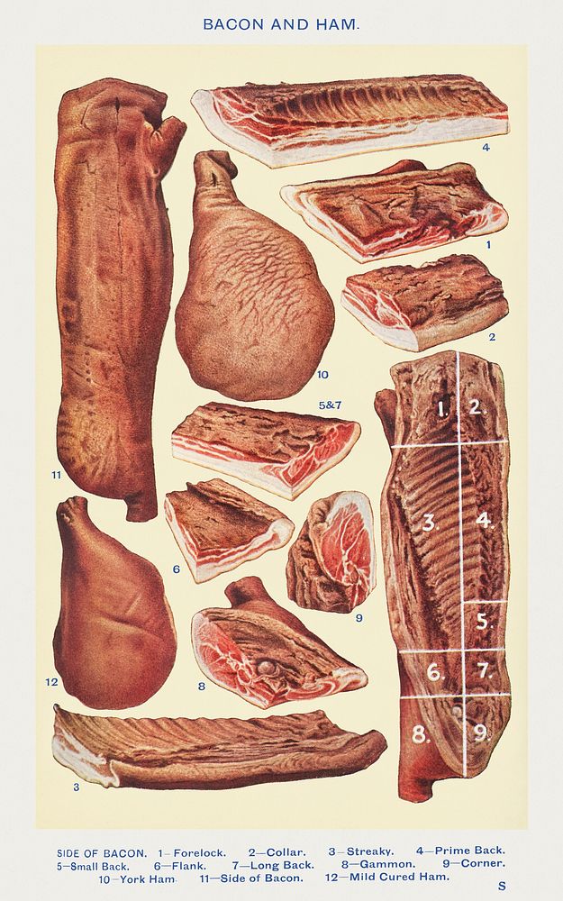 Bacon and Ham: Side of Bacon, Forelock, Collar, Streaky, Prime Back, Small Back, Flank, Long Black, Gammon, Corner, York…