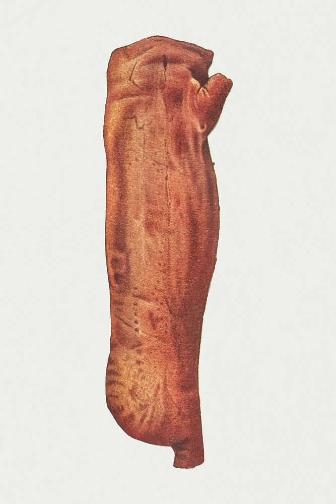 Vintage side of bacon design element