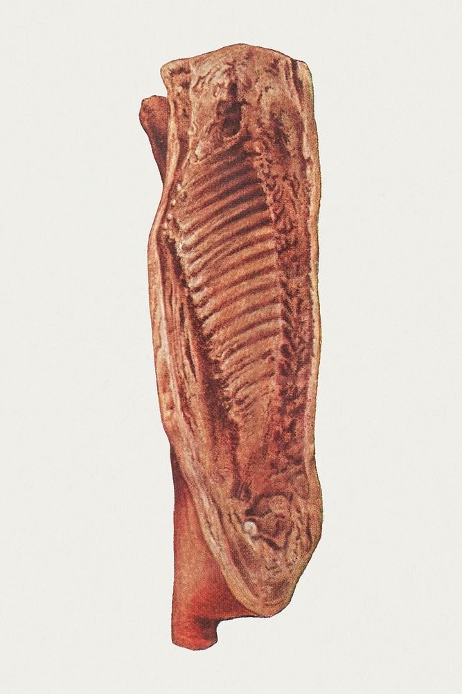 Vintage side of bacon illustration