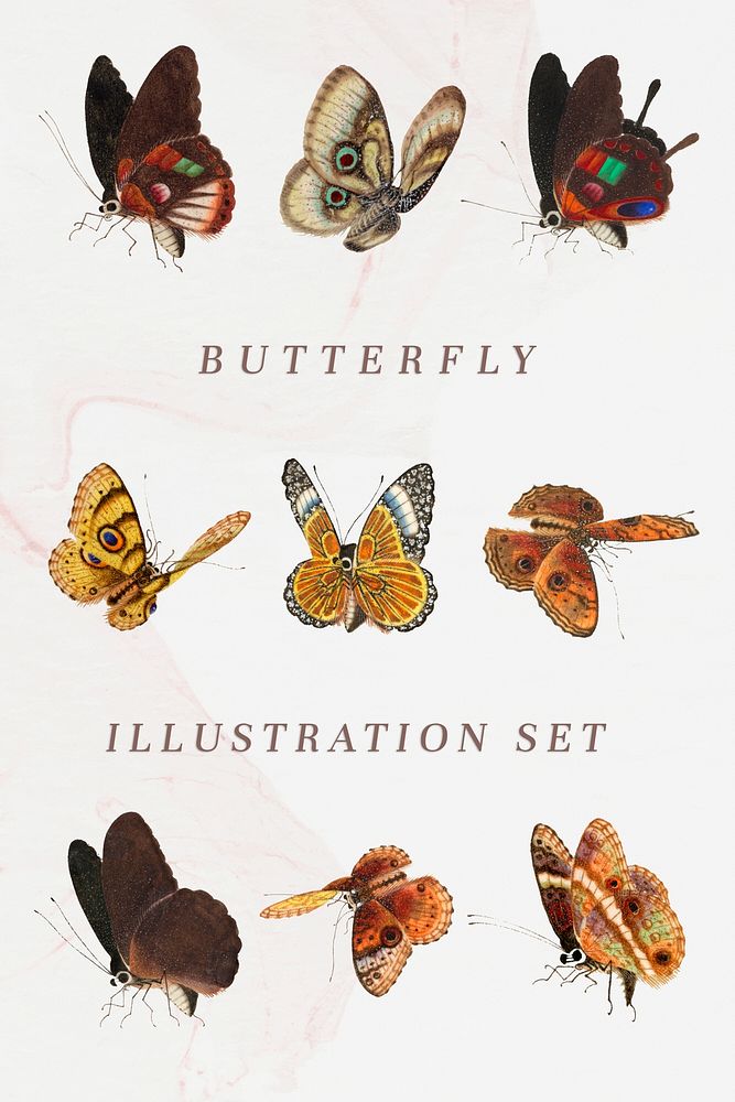 Butterfly and moth vintage illustration set