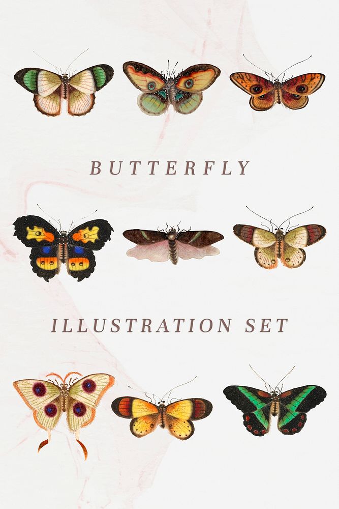 Butterflies and insects vintage illustration set