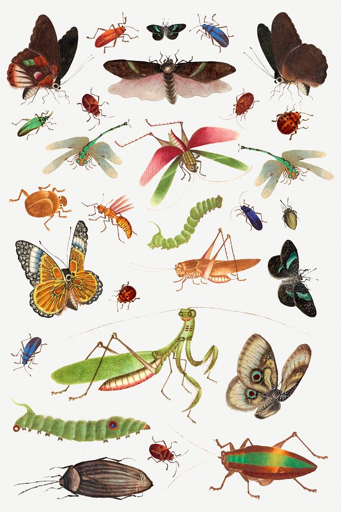 Psd butterflies, insects and caterpillars vintage drawing collection