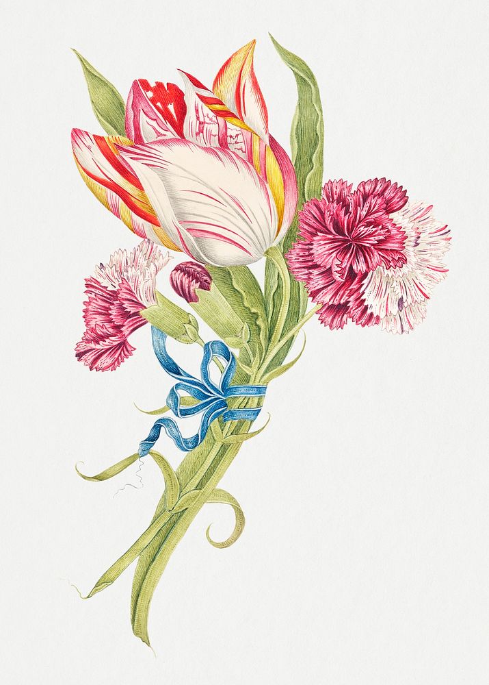 Vintage carnations and tulip illustration, remixed from the 18th-century artworks from the Smithsonian archive. 