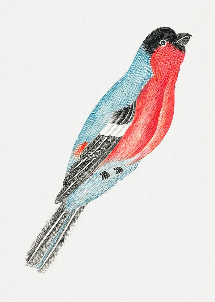 Red and blue bird, remixed from the 18th-century artworks from the Smithsonian archive.