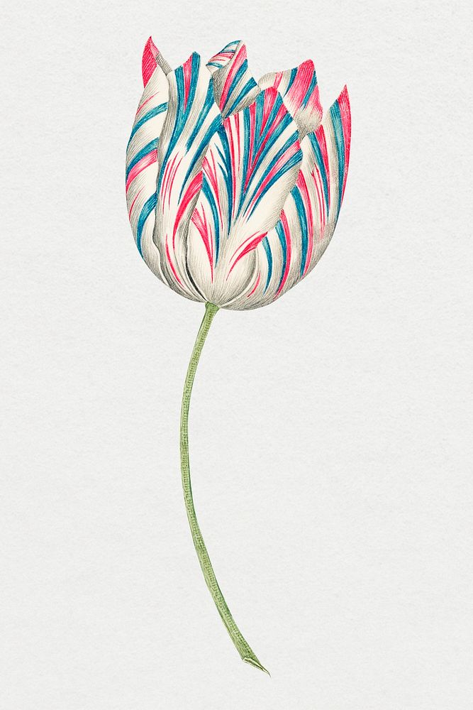 Tulip, remixed from the 18th-century artworks from the Smithsonian archive.