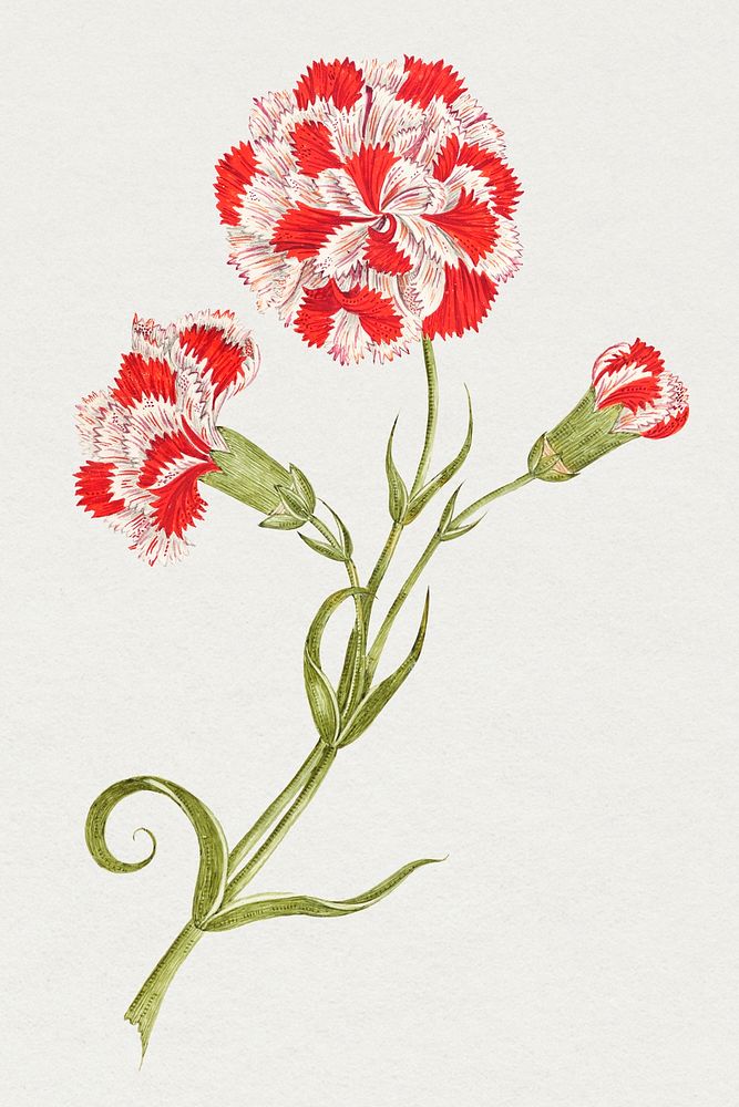 Red and white carnations, remixed from the 18th-century artworks from the Smithsonian archive.