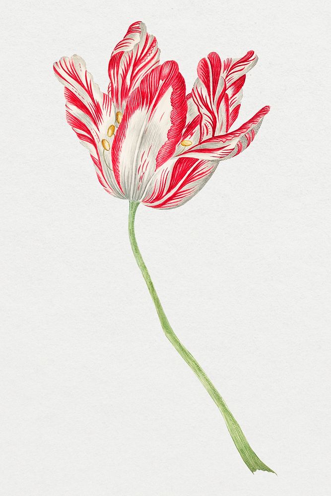 Vintage tulip illustration, remixed from the 18th-century artworks from the Smithsonian archive.