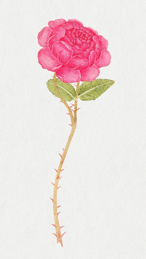 Vintage flowers illustration, remixed from the 18th-century artworks from the Smithsonian archive.