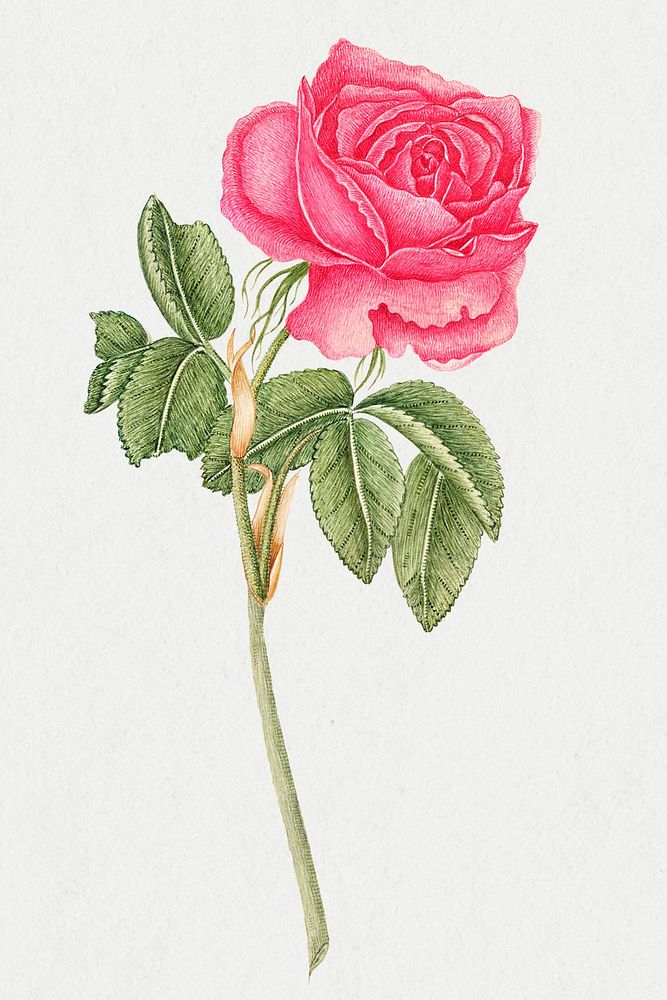 Vintage pink rose psd illustration, remixed from the 18th-century artworks from the Smithsonian archive.