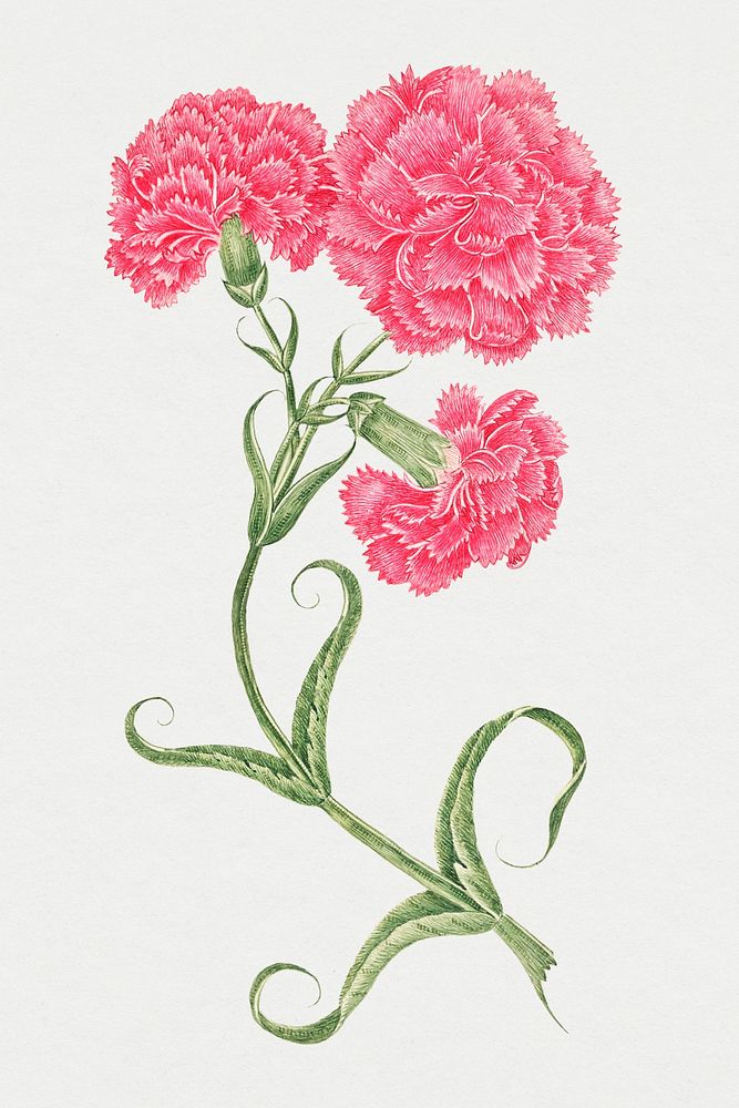 Vintage pink carnations psd illustration, remixed from the 18th-century artworks from the Smithsonian archive.