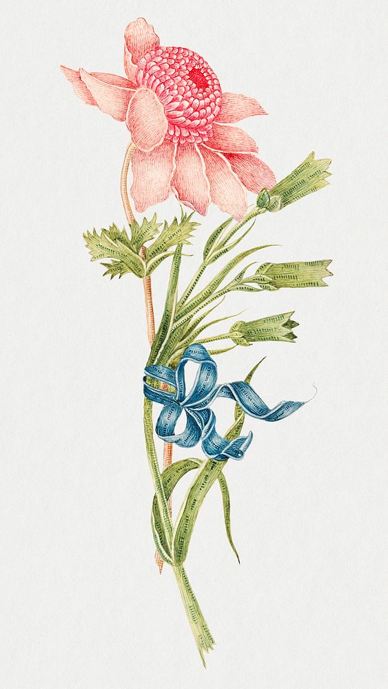 Vintage pink flower illustration, remixed from the 18th-century artworks from the Smithsonian archive.