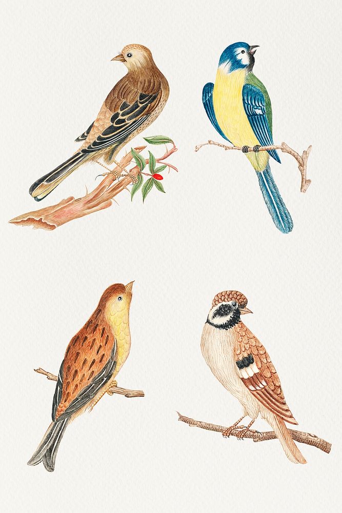 Vintage watercolor bird illustration set, remixed from the 18th-century artworks from the Smithsonian archive.