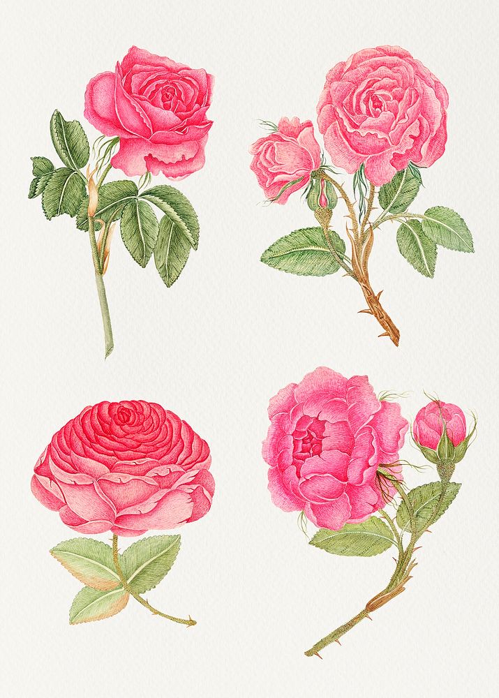 Vintage pink rose illustration set, remixed from the 18th-century artworks from the Smithsonian archive.