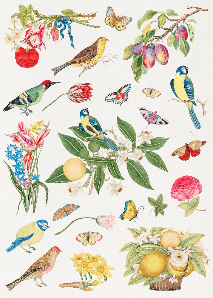 Vintage birds and blossoms psd illustration, remixed from the 18th-century artworks from the Smithsonian archive.
