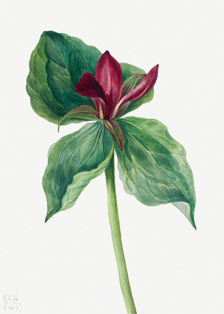 Whippoorwill Flower (Trillium H.) (1937) by Mary Vaux Walcott. Original from The Smithsonian. Digitally enhanced by rawpixel.