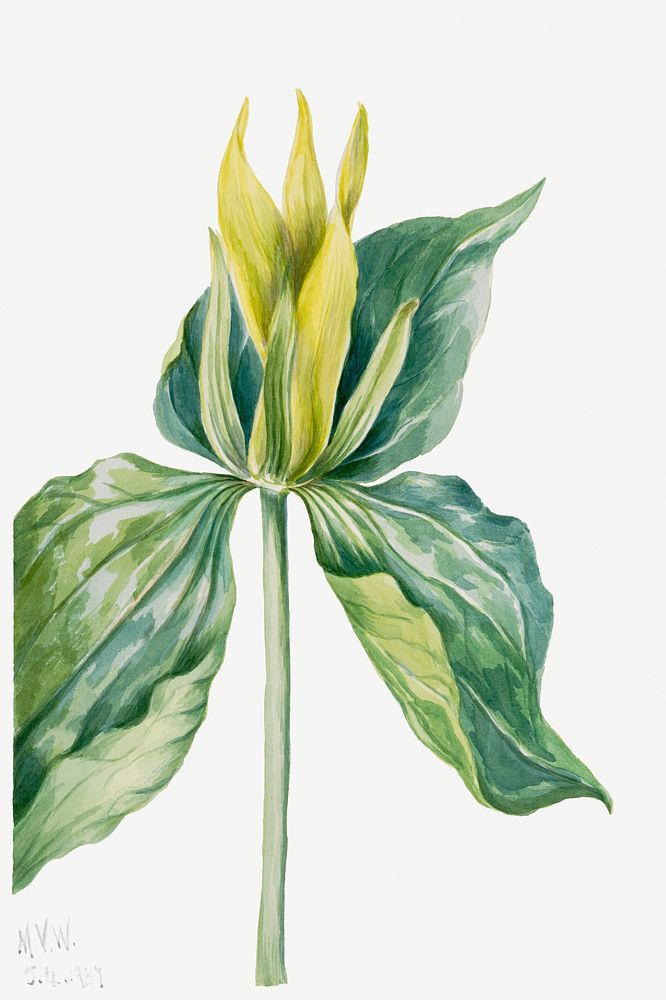 Blooming wake robin psd hand drawn botanical illustration