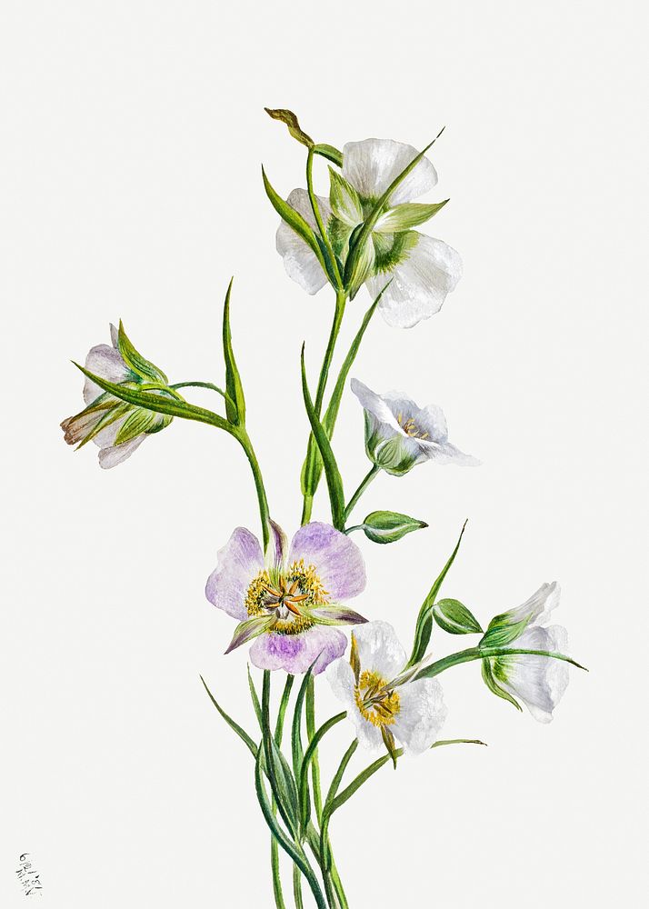 Straggling Mariposa lilies psd illustration