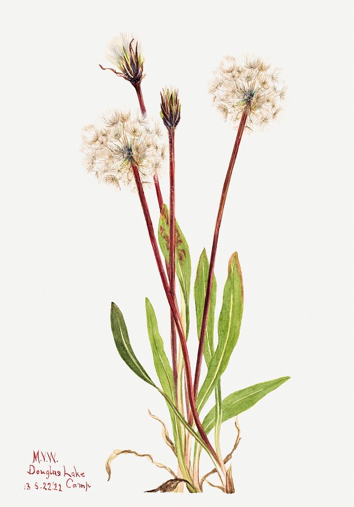Slender agoseris flower psd botanical illustration watercolor