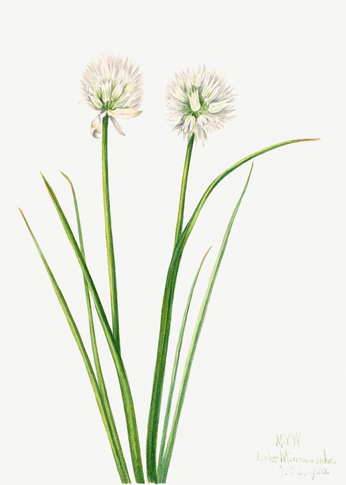 Northern Onion (Allium sibiricum) (1920) by Mary Vaux Walcott. Original from The Smithsonian. Digitally enhanced by rawpixel.