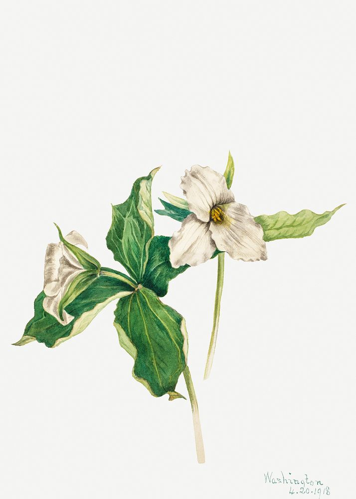 White wakerobin flower psd botanical illustration