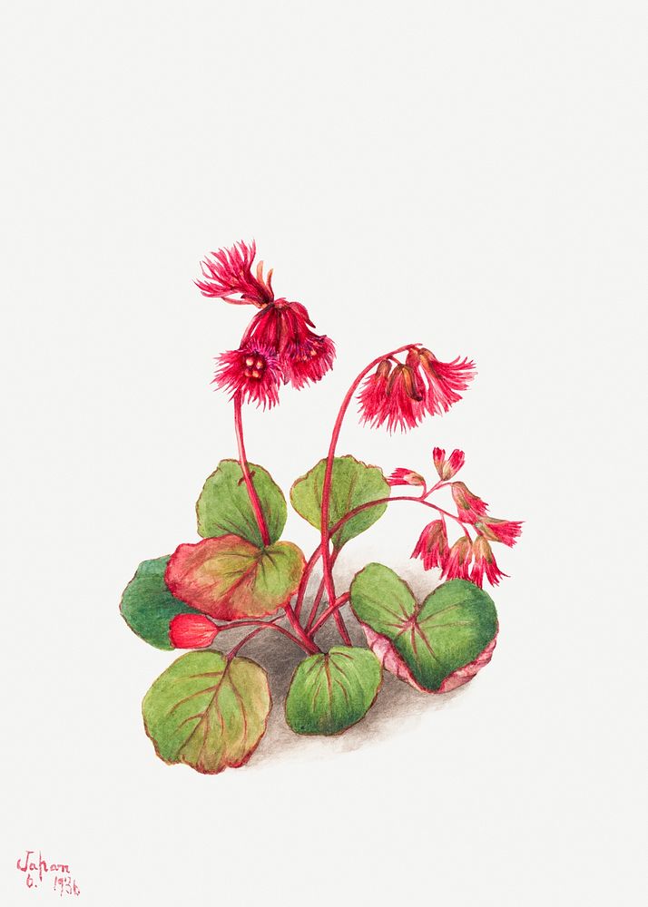 Fringed galax psd spring flower botanical vintage illustration