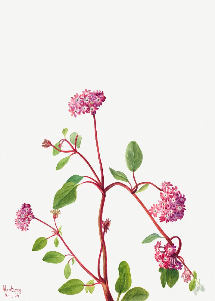 Sand Verbena (Abronia umbellata) (1936) by Mary Vaux Walcott. Original from The Smithsonian. Digitally enhanced by rawpixel.