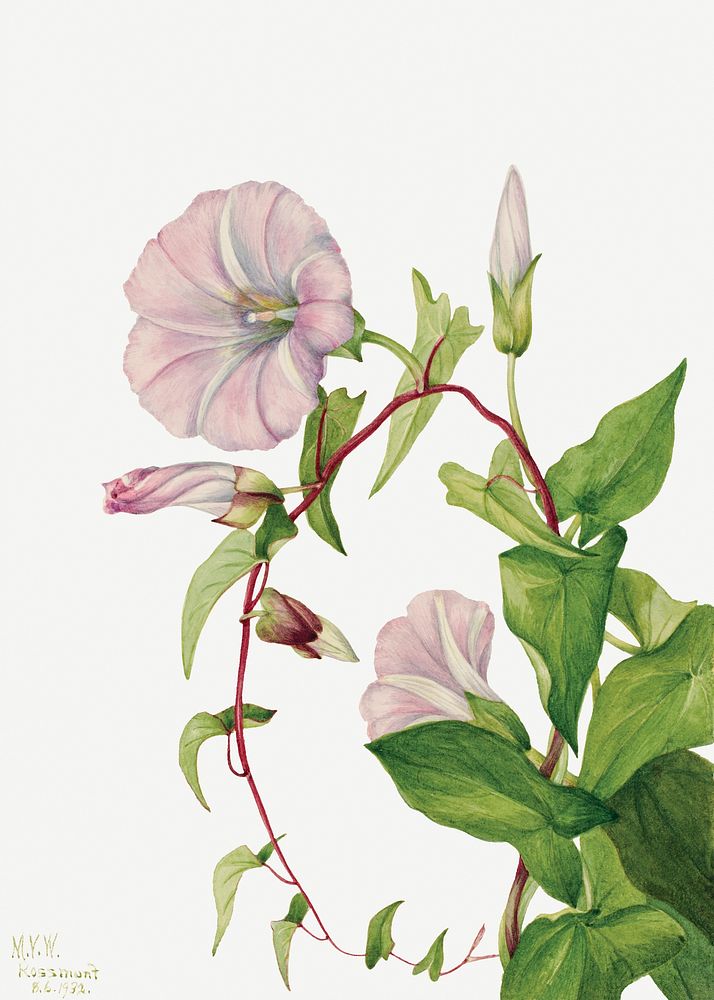 Hedge bindweed flower psd botanical illustration