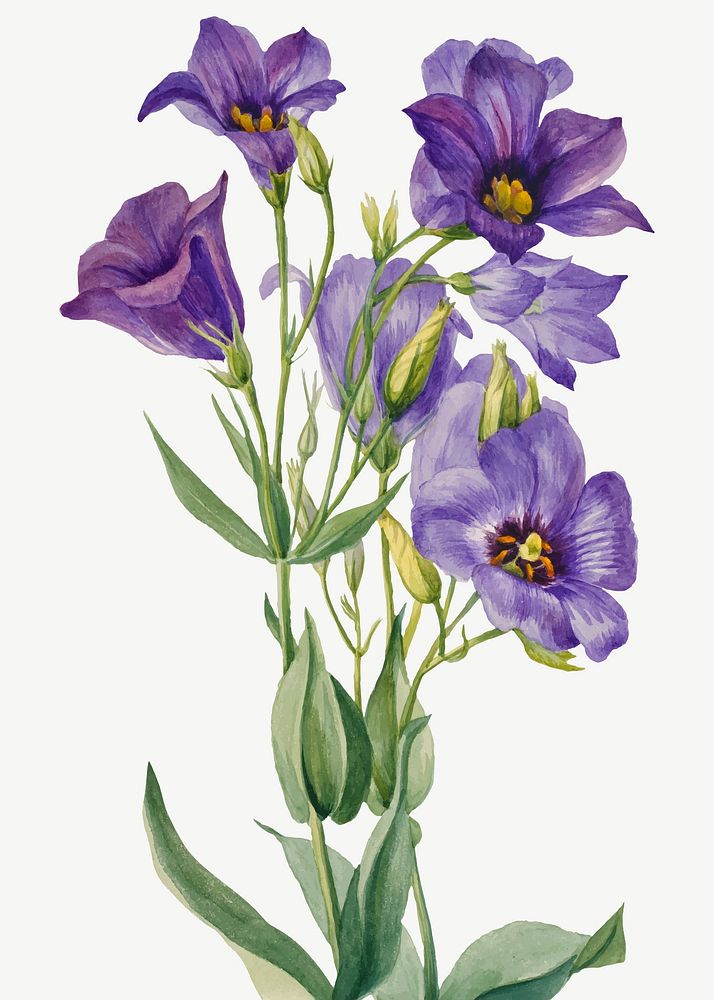Blooming Texas bluebell vector hand drawn floral illustration, remixed from the artworks by Mary Vaux Walcott