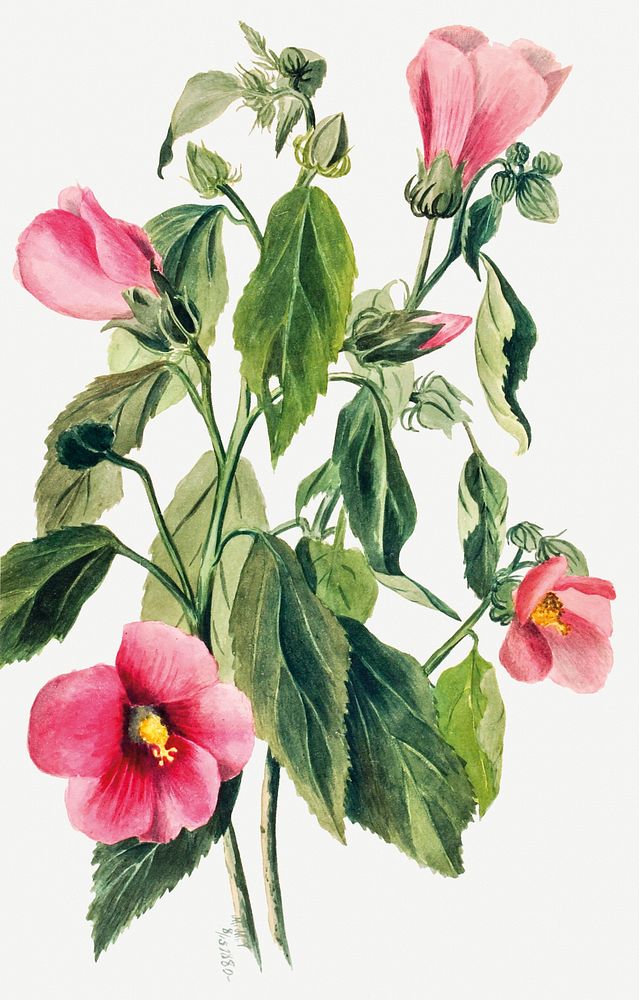 Rose Gentian (Sabbatia angularis) (1880) by Mary Vaux Walcott. Original from The Smithsonian. Digitally enhanced by rawpixel.